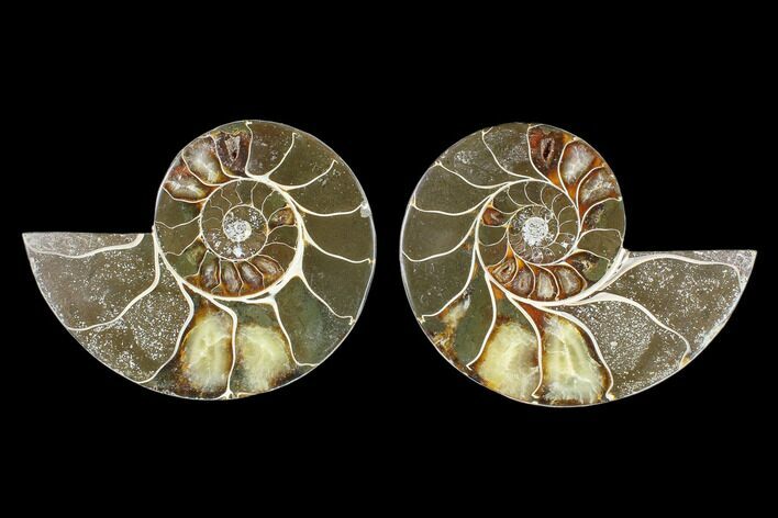 Cut & Polished Ammonite (Anapuzosia?) Pair - Madagascar #88004